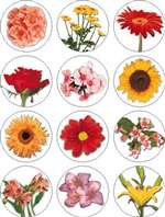 Israel Native Flower Stickers - 12/sheet - 5 pack